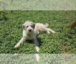 Small #2 Mutt
