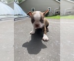 Small #7 Boston Terrier