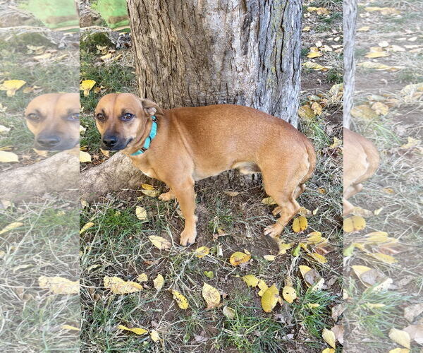 Medium Photo #5 Dachshund-Unknown Mix Puppy For Sale in Omaha, NE, USA