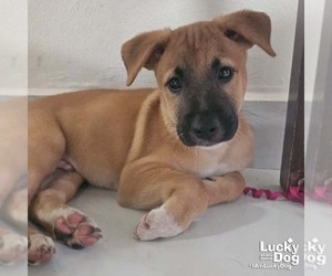 Labrador Retriever-Unknown Mix Dogs for adoption in Washington, DC, USA