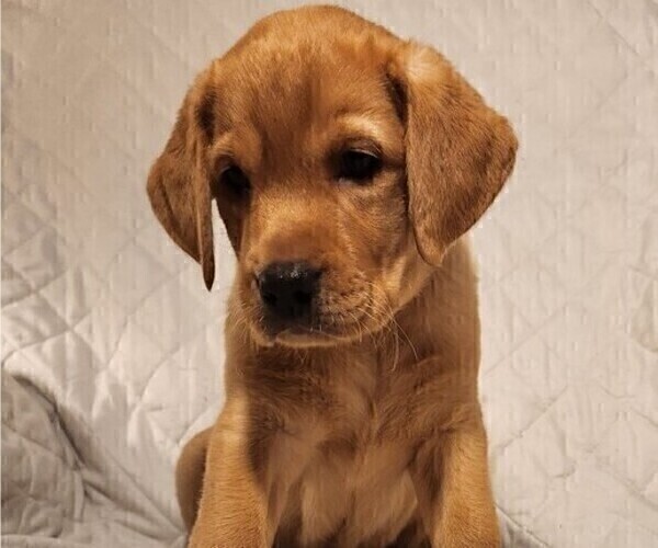 Medium Photo #55 Labrador Retriever Puppy For Sale in BUFFALO, NY, USA