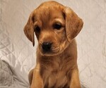 Small Photo #55 Labrador Retriever Puppy For Sale in BUFFALO, NY, USA