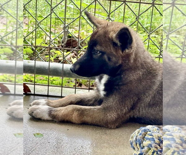 Medium Photo #3 Huskies -Unknown Mix Puppy For Sale in Imlay City, MI, USA