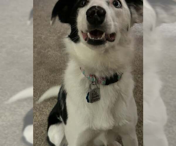 Medium Photo #4 Border Collie Puppy For Sale in Highland, IL, USA