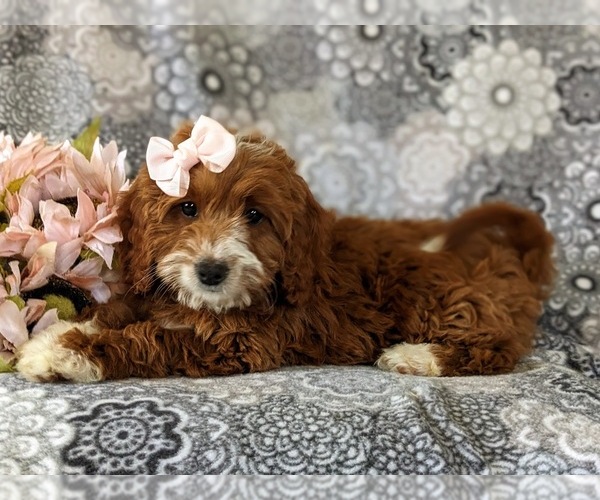 Medium Photo #6 Cavapoo Puppy For Sale in NEW PROVIDENCE, PA, USA