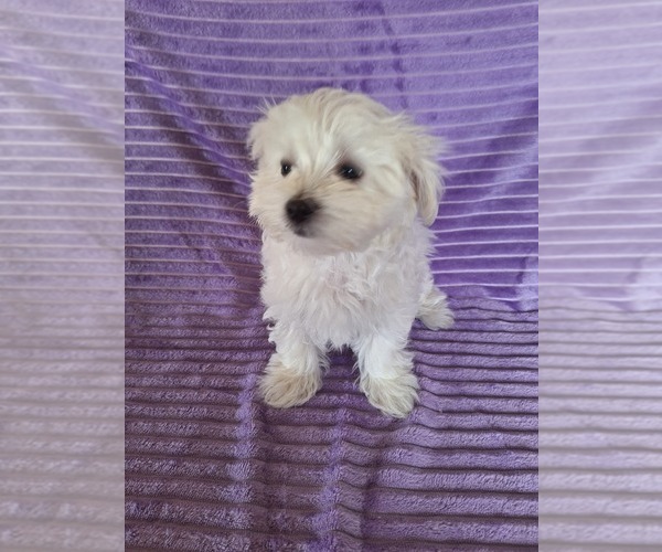 Medium Photo #3 Maltese Puppy For Sale in BEAR RIVER, WY, USA