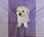 Small #2 Maltese