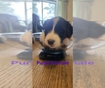 Small #1 English Shepherd