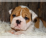 Small Photo #26 English Bulldog Puppy For Sale in VERONA, MO, USA