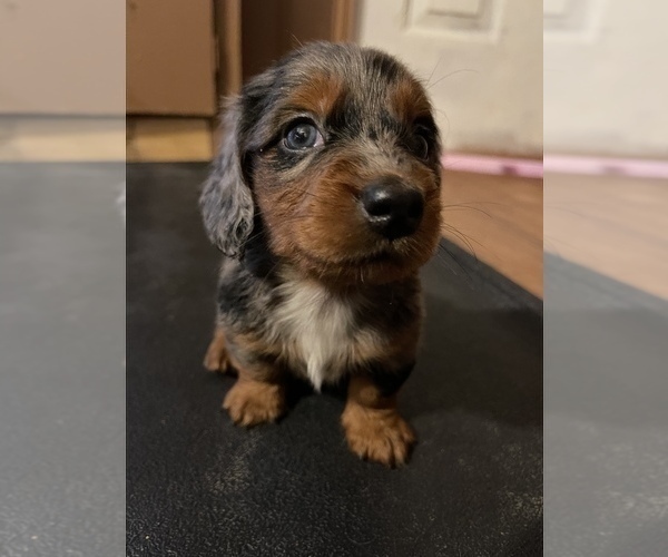 Medium Photo #2 Dachshund Puppy For Sale in ROCK HILL, SC, USA