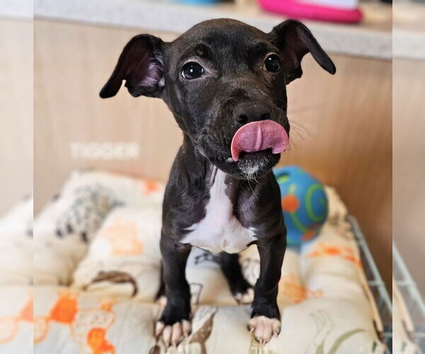 Medium Photo #2 Chihuahua-Unknown Mix Puppy For Sale in Maryville, TN, USA