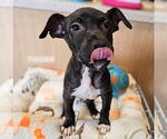 Small #1 Chihuahua Mix