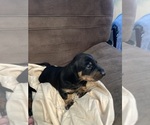 Small Photo #9 Dachshund Puppy For Sale in HOUSTON, TX, USA