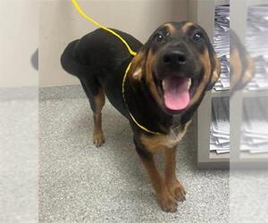 Black and Tan Coonhound-Unknown Mix Dogs for adoption in Pasadena, TX, USA