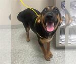 Small Black and Tan Coonhound Mix
