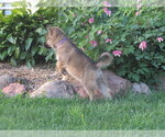 Small #1 Gerberian Shepsky