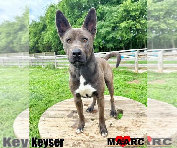Medium Photo #13 Australian Kelpie-Unknown Mix Puppy For Sale in Maryville, TN, USA