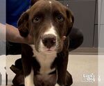 Small #1 Labrador Retriever Mix