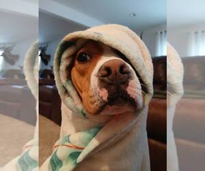 Johnny - FOSTER OR ADOPT ME!! - Male Boxer-Unknown Mix Dog for Adoption - Photo #10