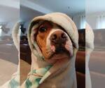 Small #9 Boxer Mix