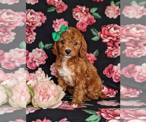 Miniature Labradoodle Puppy for sale in QUARRYVILLE, PA, USA