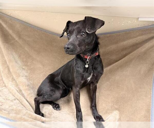 Medium Photo #1 Chihuahua-Unknown Mix Puppy For Sale in HESPERIA, CA, USA