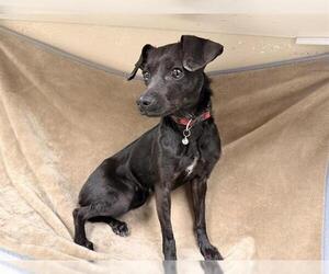 Chihuahua-Unknown Mix Dogs for adoption in HESPERIA, CA, USA