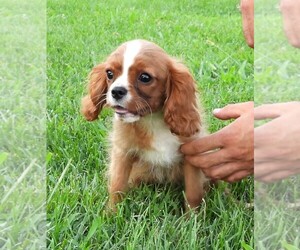 Cavalier King Charles Spaniel Puppy for sale in CARLISLE, KY, USA