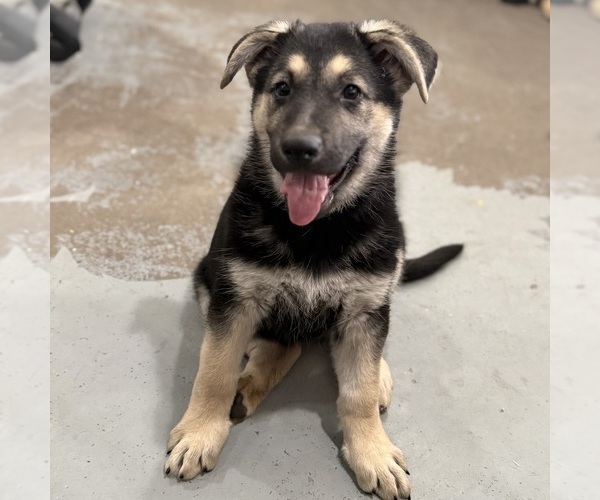 Medium Photo #12 German Shepherd Dog Puppy For Sale in BRIGHTON, CO, USA