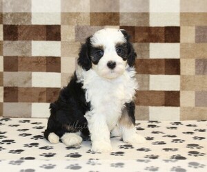 Bernedoodle (Miniature) Puppy for sale in DENVER, PA, USA