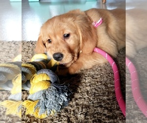 Golden Retriever Puppy for sale in RAMSEY, MN, USA