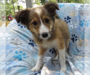 Mutt Dogs for adoption in Grovertown, IN, USA