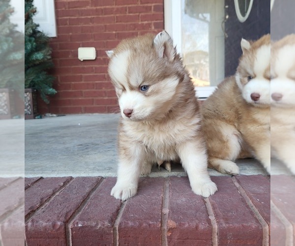 Medium Photo #5 Siberian Husky Puppy For Sale in CROSSVILLE, AL, USA