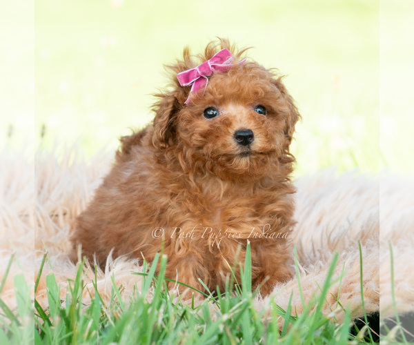 Medium Photo #3 Maltipoo (Toy) Puppy For Sale in WARSAW, IN, USA