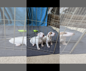 Bull Terrier Puppy for sale in BROKEN ARROW, OK, USA