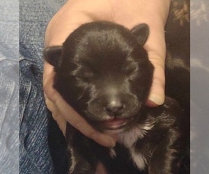 Jack Russell Terrier-Schipperke Mix Dog for Adoption in HEPPNER, Oregon USA