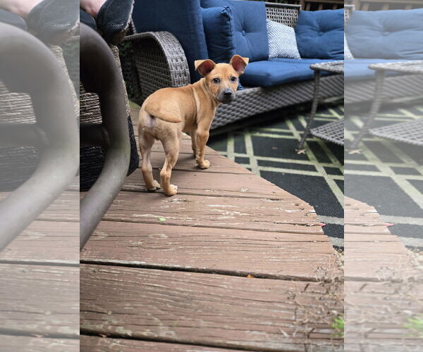 Medium Photo #1 Mutt Puppy For Sale in Plainfield, IL, USA