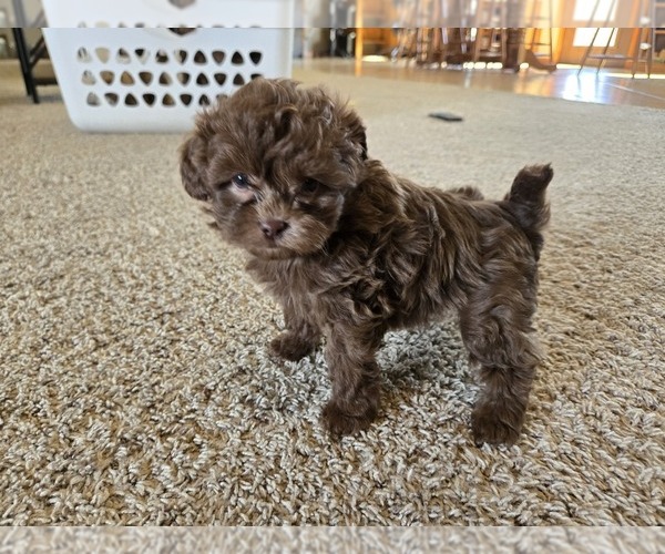 Medium Photo #1 ShihPoo Puppy For Sale in CARLYLE, IL, USA