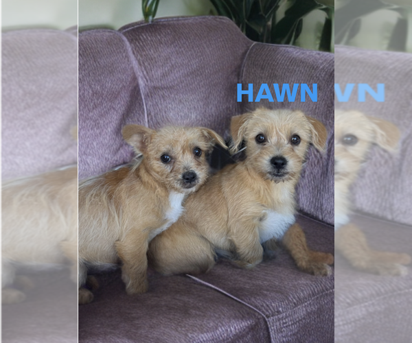 Medium Photo #2 Mutt Puppy For Sale in Newport Beach, CA, USA