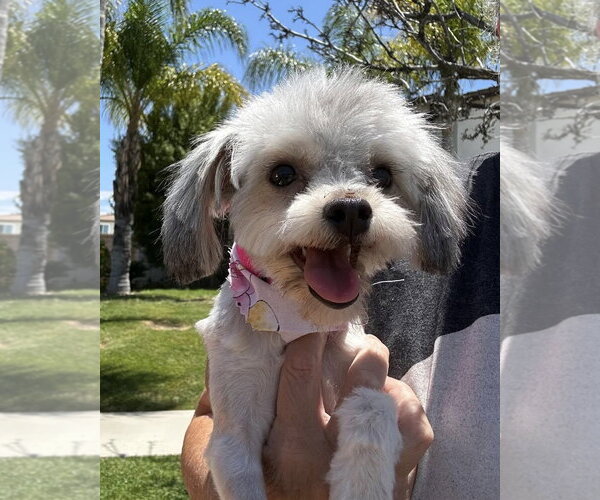 Medium Photo #1 Maltese-Unknown Mix Puppy For Sale in Corona, CA, USA