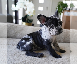 French Bulldog Puppy for sale in SAN FRANCISCO, CA, USA