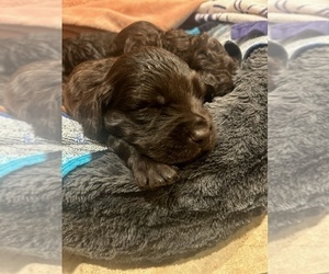 Boykin Spaniel Puppy for sale in BAMBERG, SC, USA