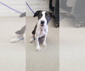 Mutt Dogs for adoption in San Bernardino, CA, USA