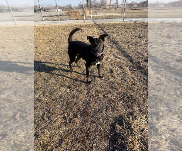 Medium Photo #6 Mutt Puppy For Sale in Pierceton , IN, USA