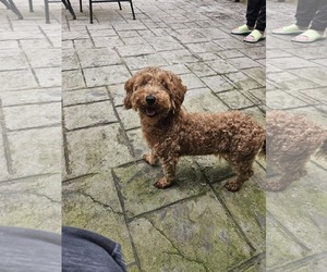 Mutt Dogs for adoption in Catasauqua, PA, USA