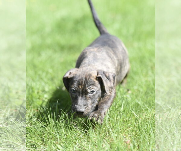 Medium Photo #2 Mutt Puppy For Sale in Mechanicsburg, PA, USA