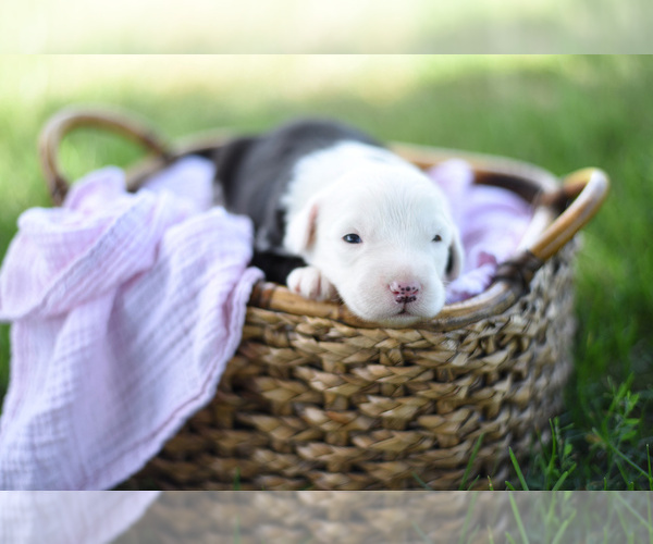 Medium Photo #2 Old English Sheepdog Puppy For Sale in LUCERNE, IN, USA