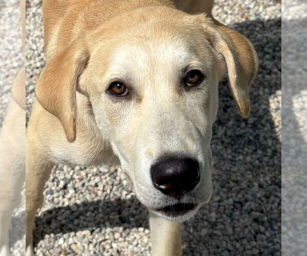 Medium Photo #1 Labrador Retriever-Unknown Mix Puppy For Sale in Jefferson, WI, USA