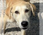 Small Labrador Retriever Mix