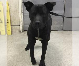 Mutt Dogs for adoption in Riverside, CA, USA